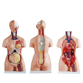 Трехсексуальная 85-Сантиметровая Медицинская Модель Анатомического Тела Человека из 21 Части XC-204A