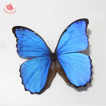 Образец настоящей бабочки FORESTEDU Редкая Большая Синяя Бабочка Morpho, Обучающий Образец Порхающей бабочки